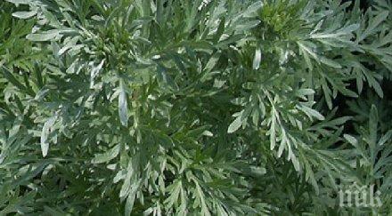 билката лекува рак часа