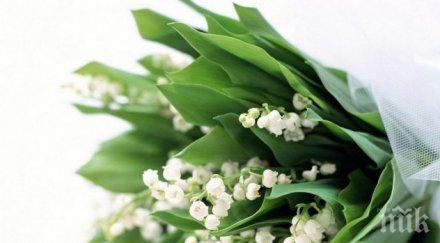 купуваш цветя замисляш избираш точно знаеш каква символиката любимите цветя погледни