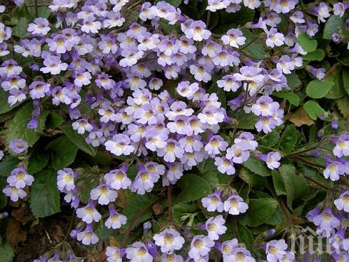 В България 8 март така и не става държавен празник
