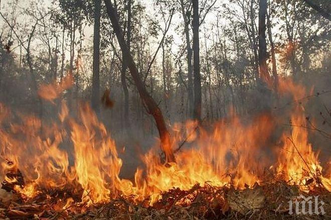 Пожарът в Сакар се разрасна до близо 10 хиляди декара