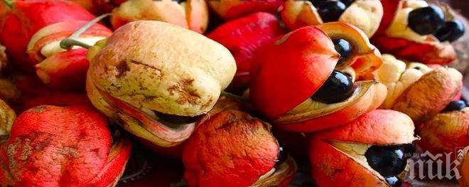 Ето 5-те от най-опасните храни, забранени със закон