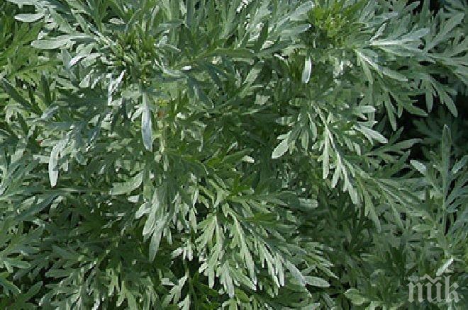 Ето я билката, която лекува рак за 16 часа
