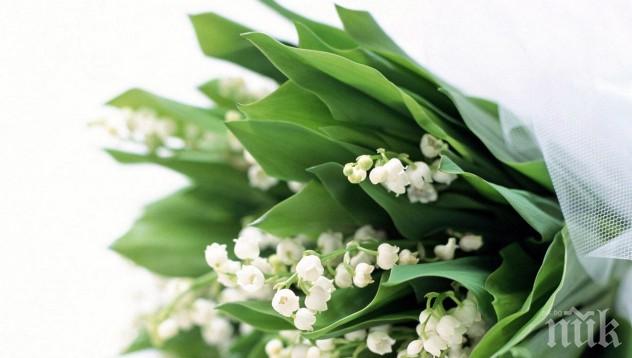 Когато си купуваш цветя, замисляш ли се, защо избираш точно тези? Знаеш ли каква е символиката на любимите ти цветя? Погледни я тук!
