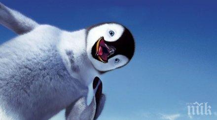 пингвин плува 5000 мили всяка години види спасителя