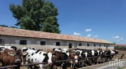 започват проверки млечни ферми област велико търново