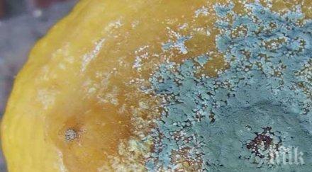 изненада всяка мухлясала храна става ядене вижте консумирате