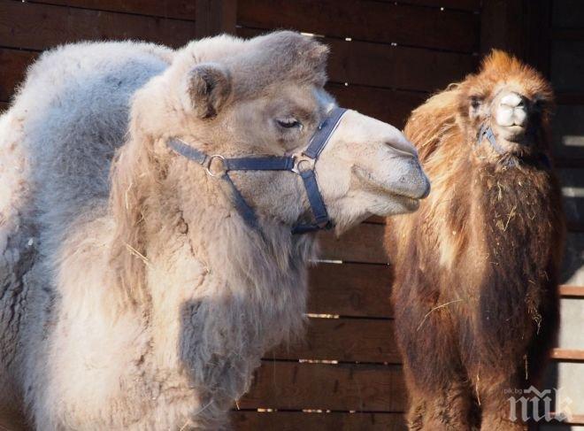 Директорът на зоопарка във Варна: В списъка с изнесени животни за осиновяване е включена двугърба камила