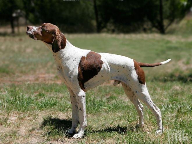 Плащаме 30 лева за данък „куче“ до края март
