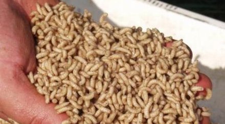 проверяват училищните столови бургас