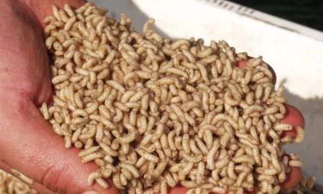 Проверяват училищните столови в Бургас