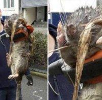 Ето истината за плъха-мутант от детската площадка