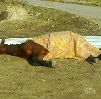 Задържаха мъж, прострелял кобила