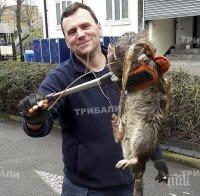 ЗЛОВЕЩО! Лондон онемя от страх! Плъх, голям колкото едра котка, бе открит мъртъв на детска площадка. Вижте снимката!