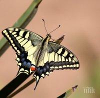 Австралийска пеперуда има рекорден брой зрителни клетки