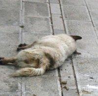 ЗЛОВЕЩО! Някой трови кучета и котки в пловдивско село! Вече осем трупа!