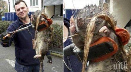 истината плъха мутант детската площадка