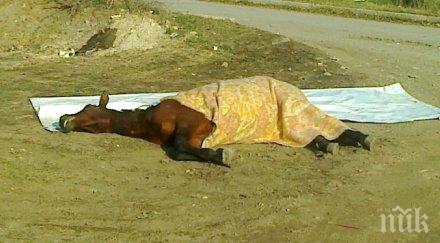 задържаха мъж прострелял кобила