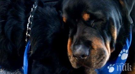 историята успя трогне целия свят куче разплака брат когото били заедно цял живот