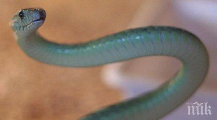 новооткрит фосил влечуго липсваща част пъзела еволюцията