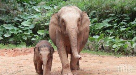 тайланд отбелязва националния ден слона
