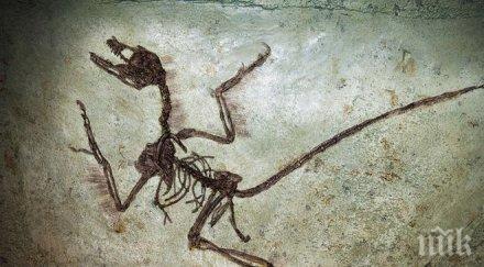 бразилия откриха нов вид влечуго повече 250 млн години