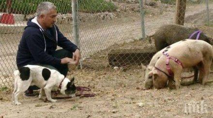 разследват говорещият кучета жестокост животно