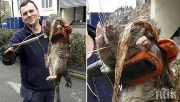 Ето истината за плъха-мутант от детската площадка