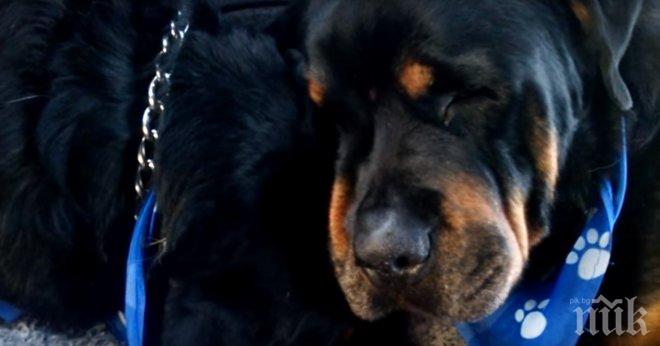 Историята, която успя да трогне целия СВЯТ! Куче се разплака за брат си, с когото са били заедно цял живот! 