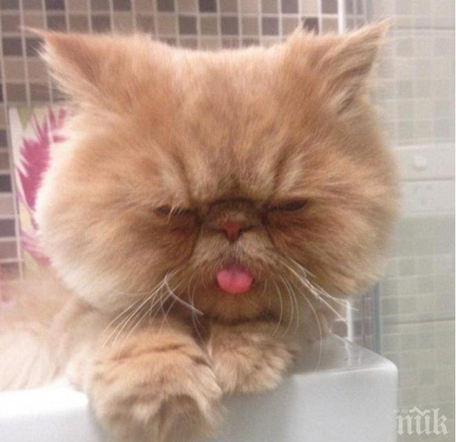 Шведски учени ще дешифрират езика на котките