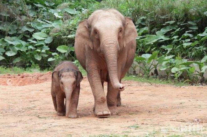 Тайланд отбелязва Националния ден на слона