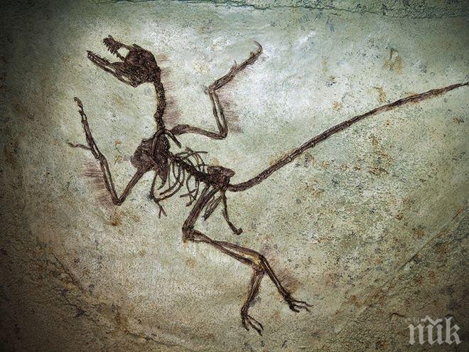 В Бразилия откриха нов вид влечуго на повече от 250 млн. години