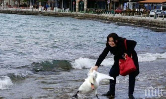 Свидетел успокоява: Лебедът, с който българка се снима край Охридското езеро, е жив
