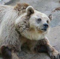 БАБХ започва ваксинация срещу бяс при дивите хищници