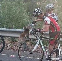 Необикновена гледка! Жадна коала спря велосипедист, за да го помоли за вода! 