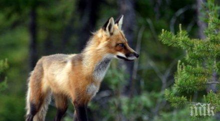 самолети започват пръскат бяс дръжте далече домашните любимци