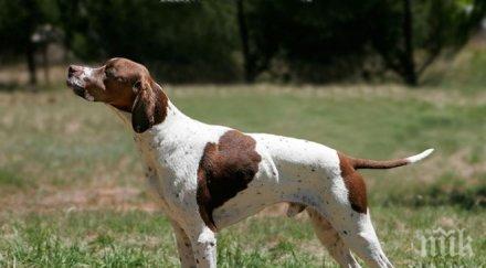 269 проверки извършили зооинспекторите бургас 2015 година