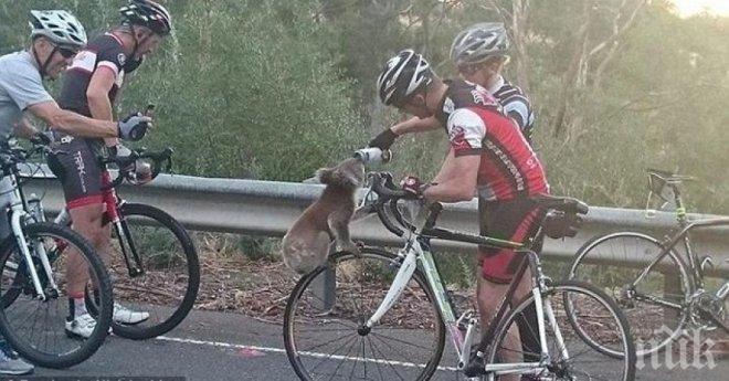 Необикновена гледка! Жадна коала спря велосипедист, за да го помоли за вода! 
