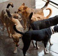 Започна кампания за безплатна кастрация на кучета и котки във Велико Търново