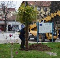 Засаждат палми, евкалипти и магнолия в Сандански