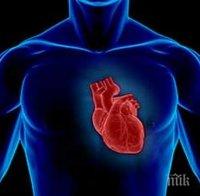 Изследователи са регенерирали биещи човешки сърца от стволови клетки