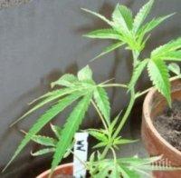 29-годишен хасковлия отглежда марихуана в саксии