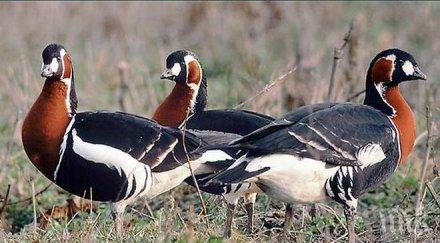 милиони червеногушата гъска мосв