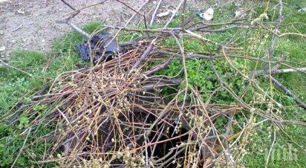 траперски капан дебне пловдивския бул македония снимки