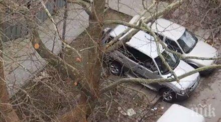 пик изрязаха дърветата варна прибере клоните