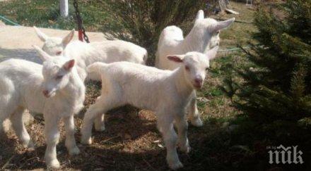 животновъди алармират неустановено заболяване млади ярета овце