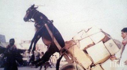 форд натресе мулета центъра кърджали