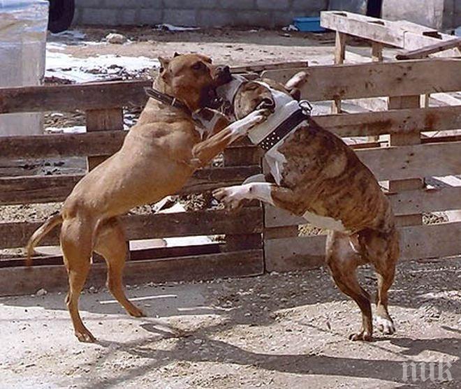 Арестуваха двама в Банско за кучешки боеве