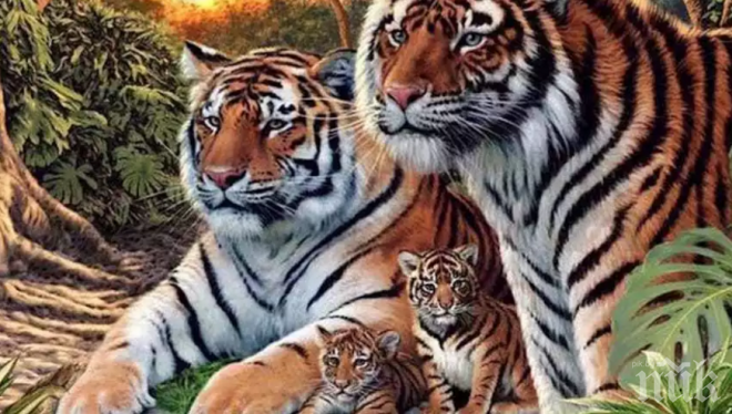 Колко тигри са изобразени на тази снимка? Много повече, отколкото си мислиш!