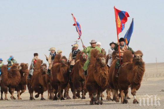 Офроуд с 1115 камили в Монголия влиза в Гинес