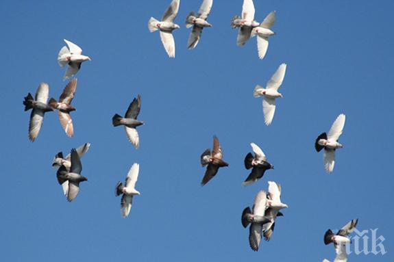 Екипирани гълъби следят за замърсяването на въздуха в Лондон 